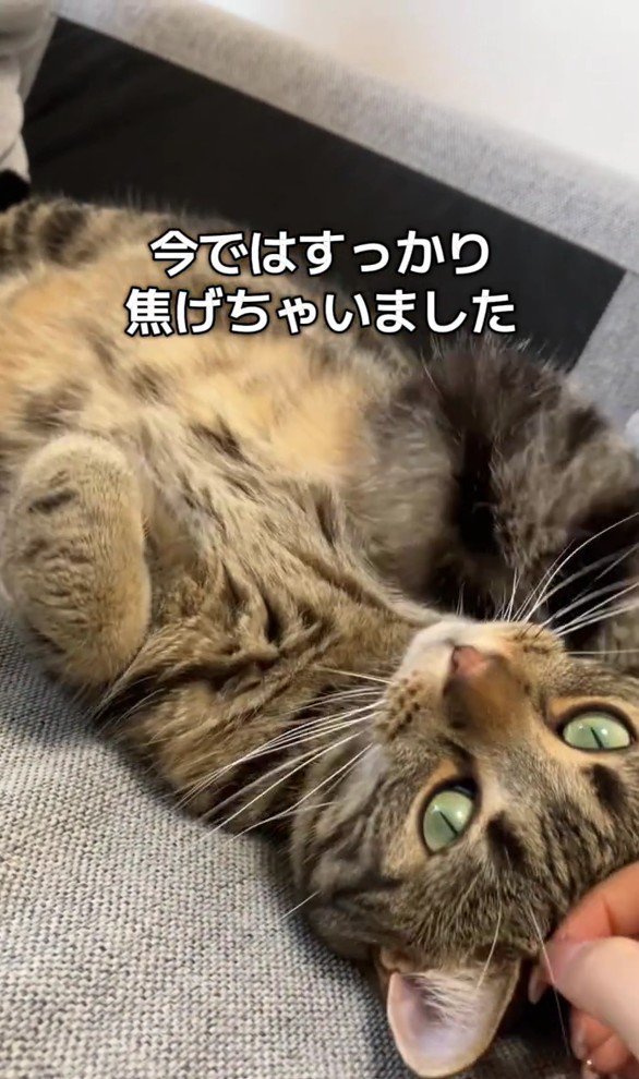 寝転がっているアルフォンスくん