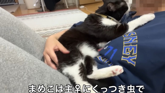 「まめこは主♀にくっつき虫で」