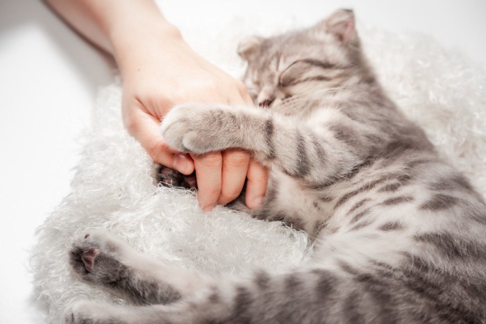 飼い主の手を握りながら眠る猫