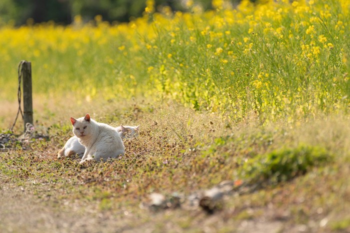 菜の花畑の猫