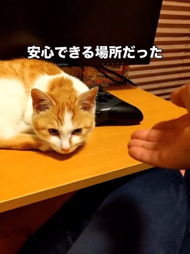 テーブルの上にいる猫