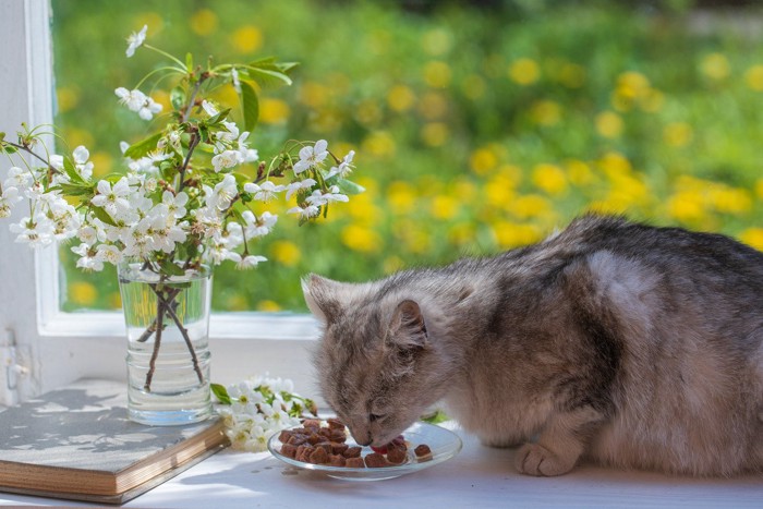 .少しずつフードを食べる猫