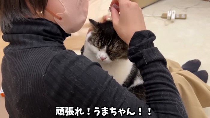 目を閉じて薬をつけられる猫