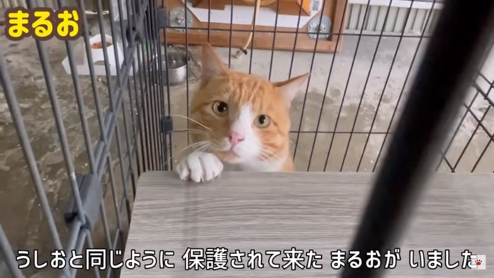 ケージの中の猫