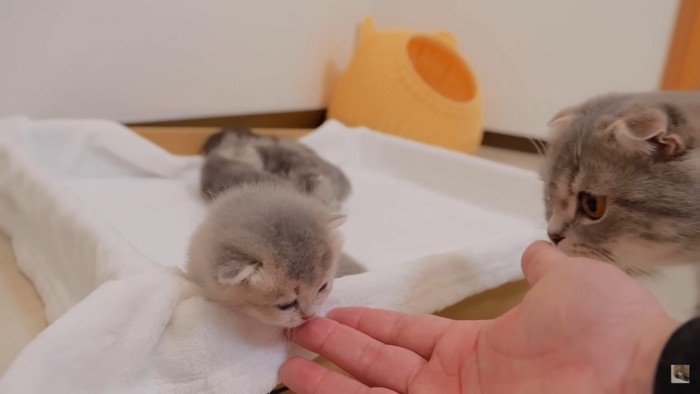 まだまだ小さい子猫ちゃん