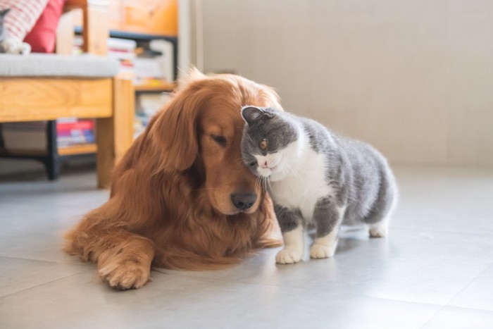 ワンちゃんにスリスリする猫