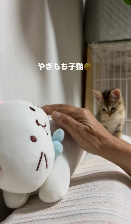 ちょっと寂しそうにする猫