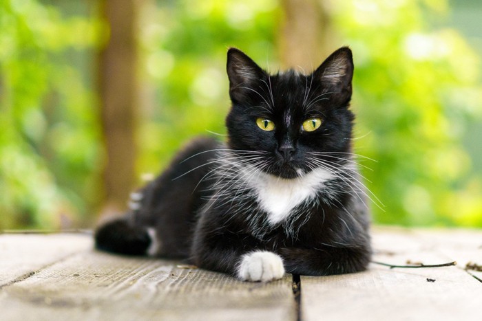 野外の台の上の白黒猫