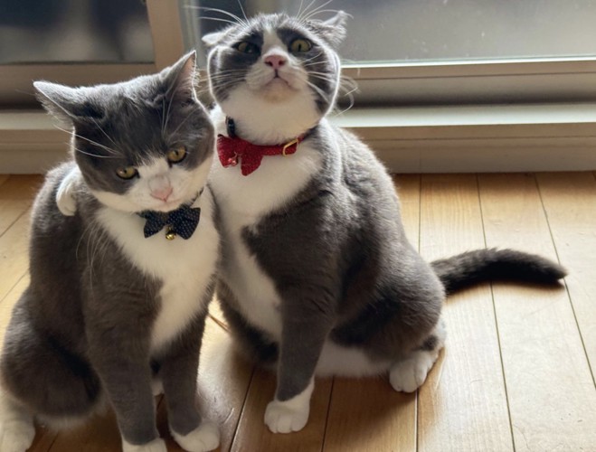 2匹の猫が肩を組んでいる