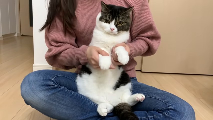 前足を持たれる猫