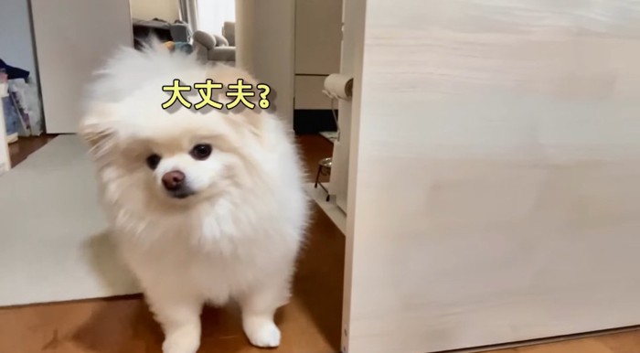 見つめる犬