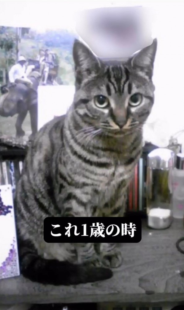 座っている猫