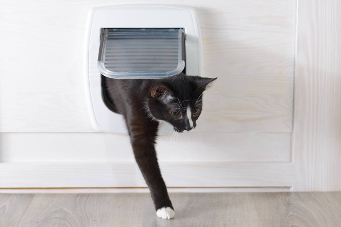 猫ドアを潜る猫
