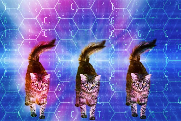 猫のクローン化のイメージ