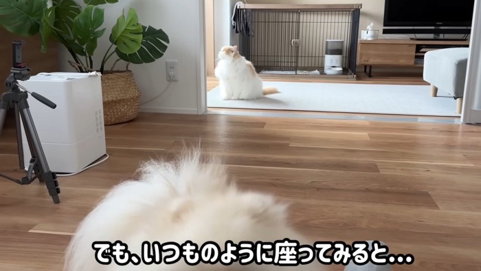 遠くにいる猫