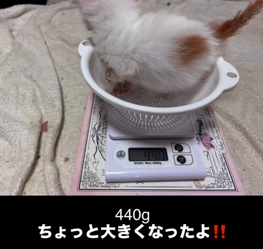 体重が440gの子猫