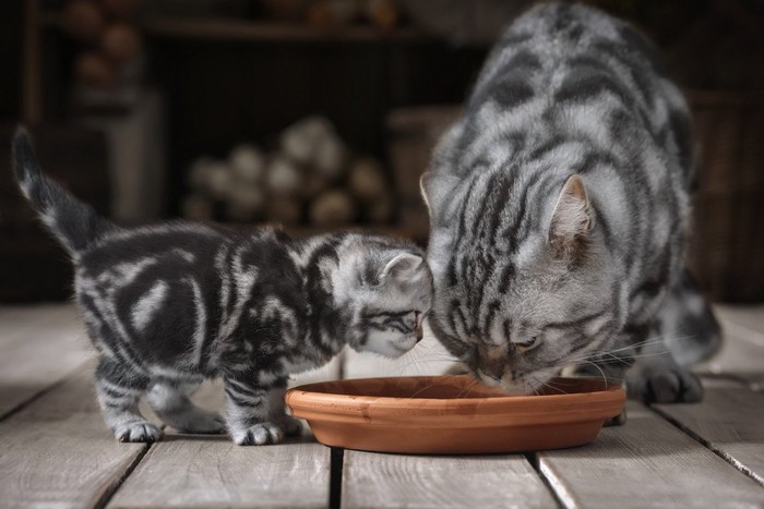 父猫と子猫