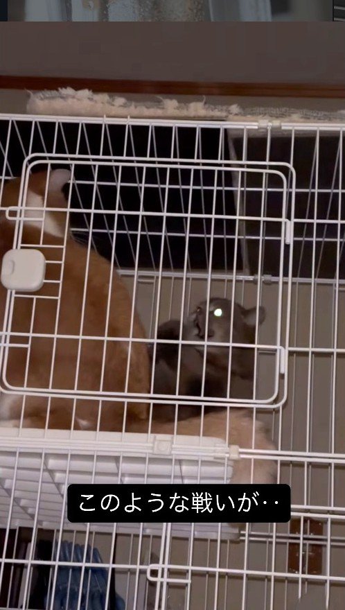激しい喧嘩を繰り広げる2匹の猫