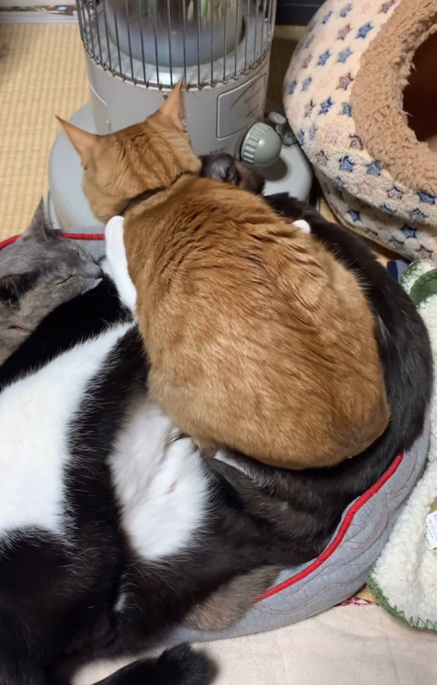 上に乗っかる猫