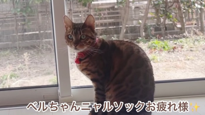 おすわりする猫