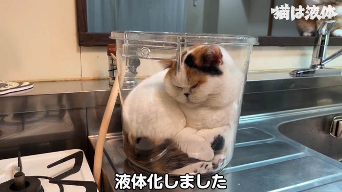 バケツの中にいる猫