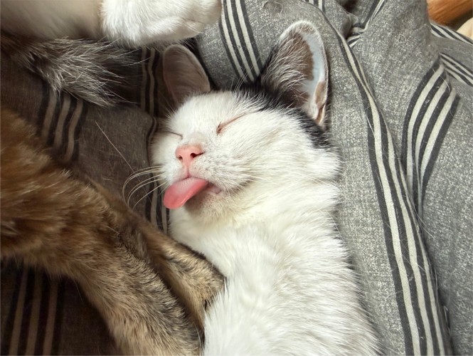 舌を出す猫
