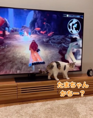 テレビ台の上の猫