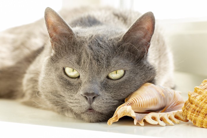 貝殻の隣で伏せて休んでいる猫