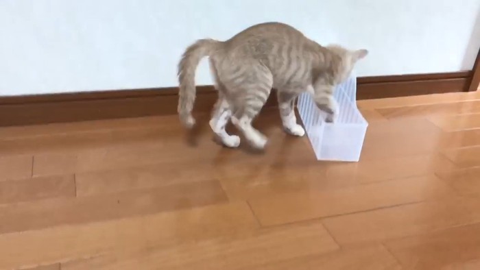 ケースに入る猫