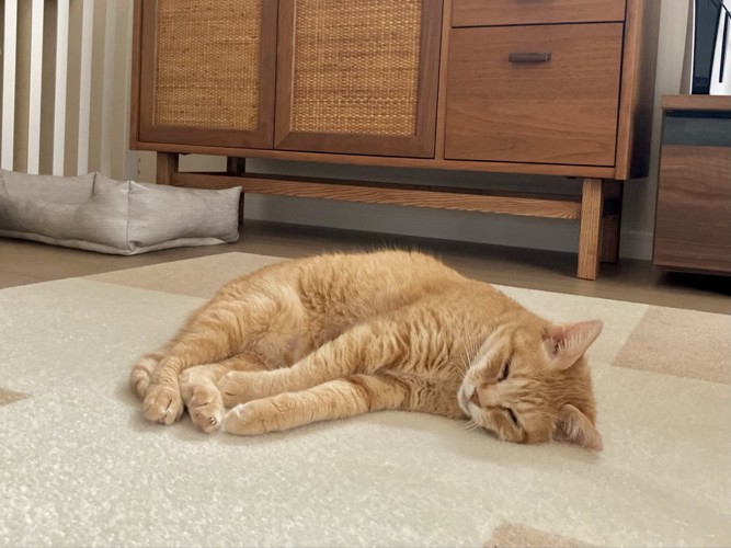 床で手を伸ばして横になる猫の姿