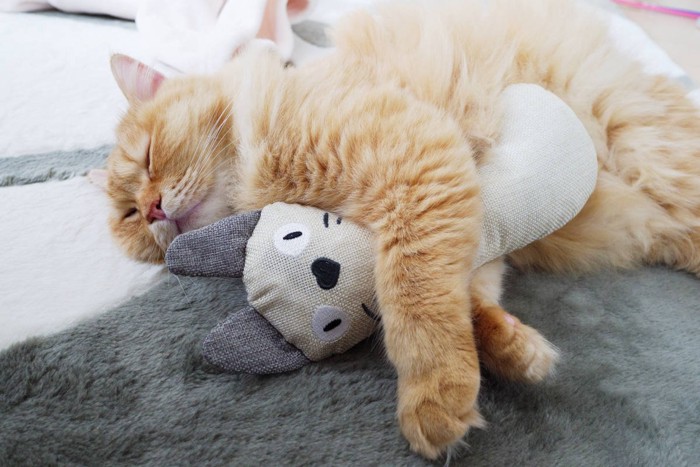 けりぐるみを抱きしめる猫