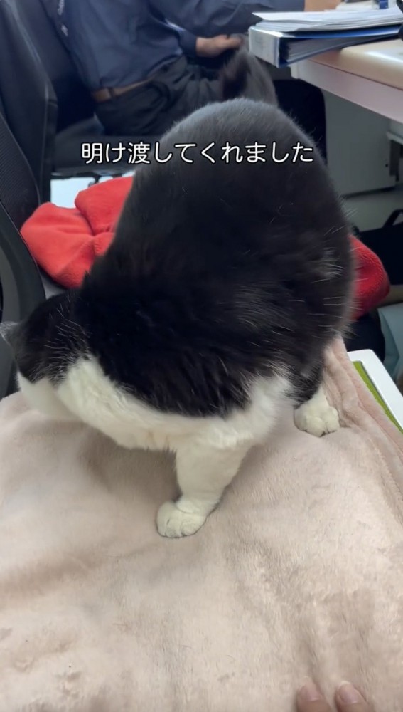 ゆっくり隣の椅子に移動する猫