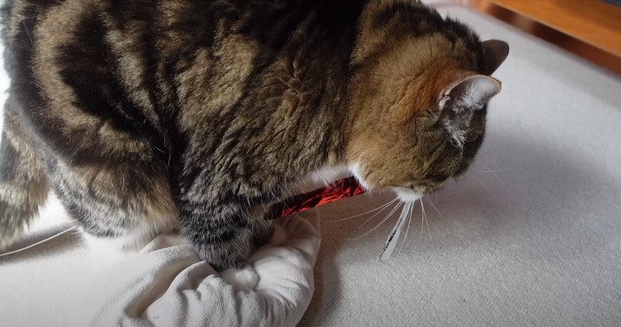 クッションに乗る猫