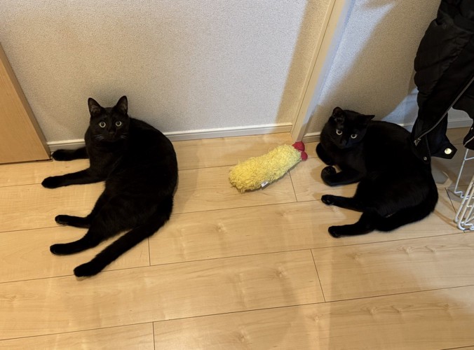 海老天のぬいぐるみのそばで寝転がる黒猫と縞模様が入った黒猫