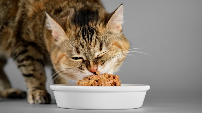 ご飯を食べる猫