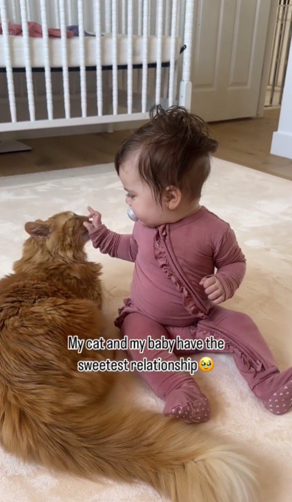子どもが猫の鼻先に触れる