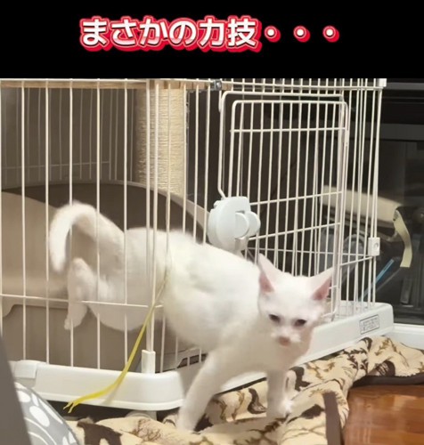 ケージから抜け出そうとする子猫