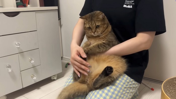 抵抗する猫