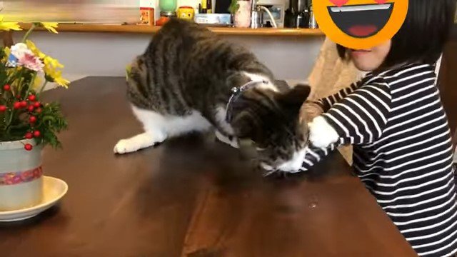 テーブルの上の爪を見つけた猫