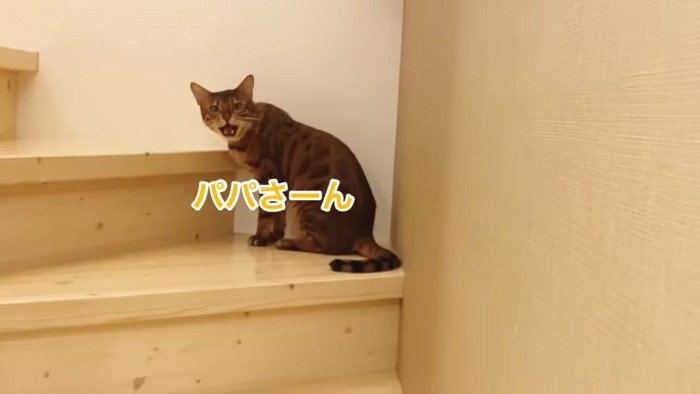 座って鳴く猫