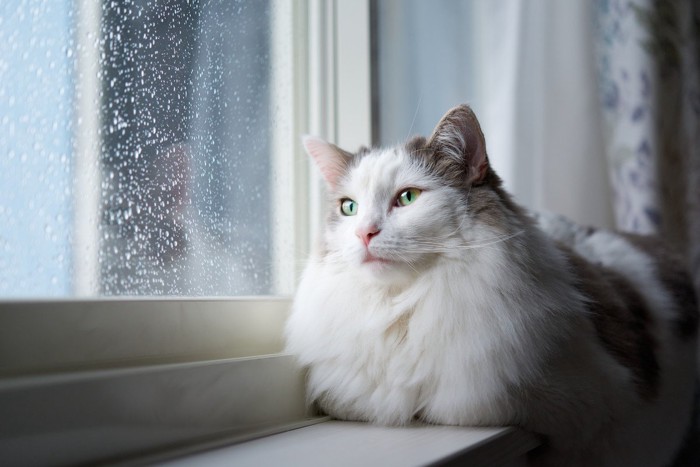 外を眺める猫
