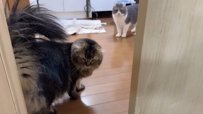 待つ猫と歩く猫