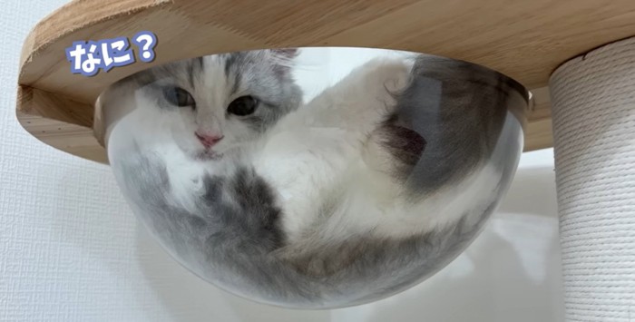 キャットタワーの上にいる猫