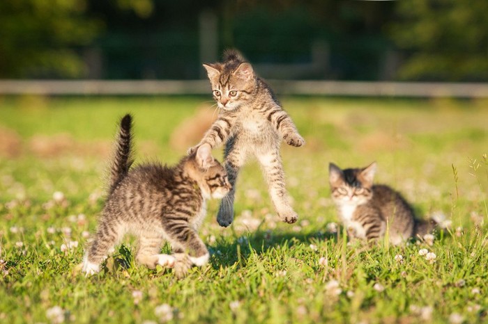 じゃれる子猫