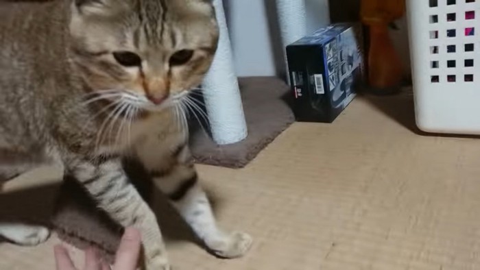 捕まえられそうになる猫