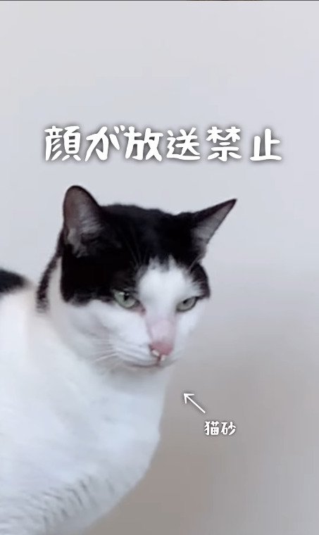 鼻に猫砂を詰める猫