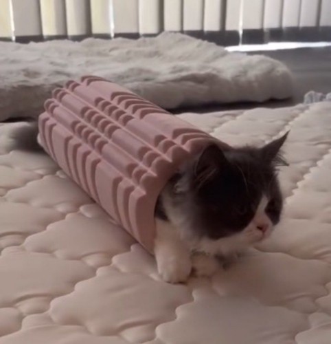 フォームローラーの中でくつろいでいる猫
