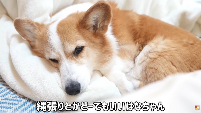 テロップ「縄張りとか~」
