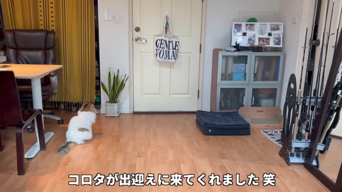 ドアを見る猫