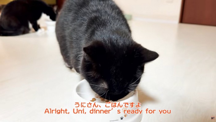 ご飯を食べる猫